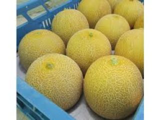 I will sell melons - cantaloupe - import from