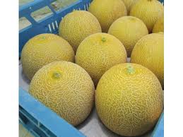 I will sell melons - cantaloupe - import from Brazil