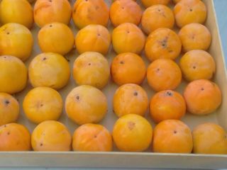 These exotic fruits persona (sharon) or and we say