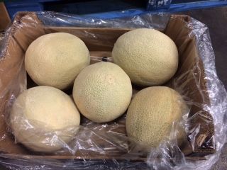 I will sell Melon - Caribbean gold - in