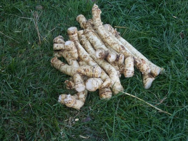 I will sell horseradish of very good quality from my own production