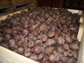 I will sell beetroot, caliber to be agreed. Possibility