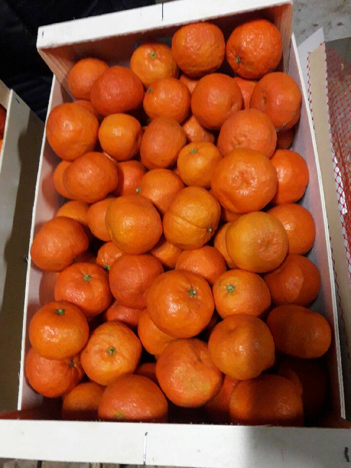 Tangerines for sale, II class, import from Spain, 10 kg carton