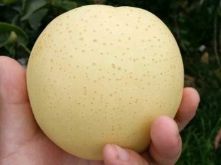 gold pear,south water pear, Shingon pear weight over 300g