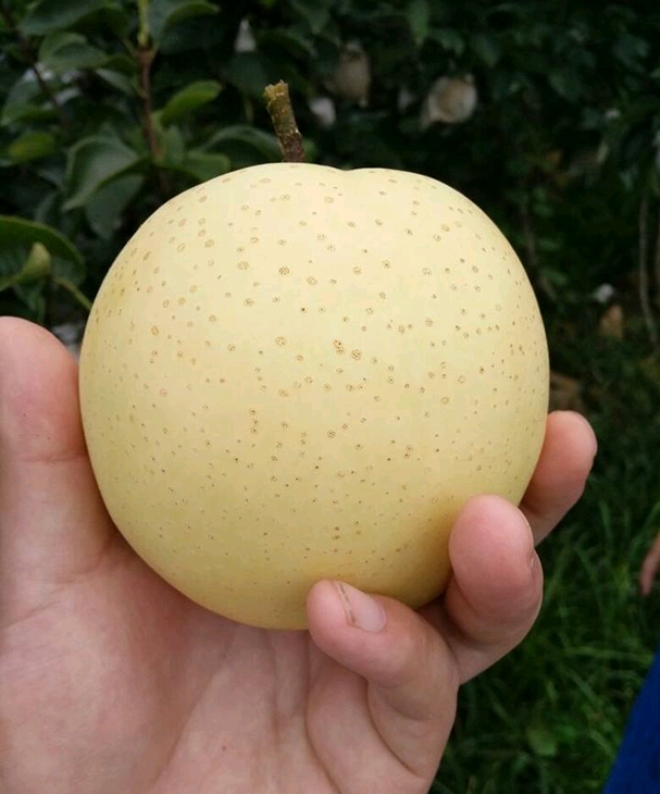 gold pear,south water pear, Shingon pear weight over 300g per, packaging can be according with you requirements