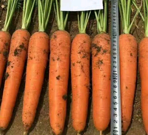 length about 20cm