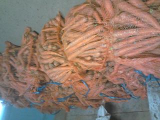I will sell forage fodder