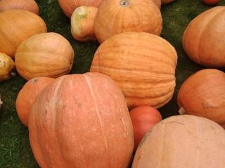 Pumpkins giants from organic farming.