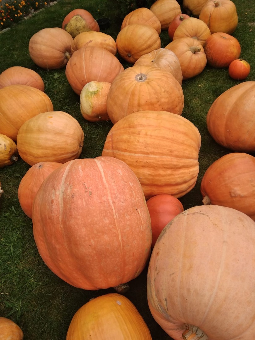 Pumpkins giants from organic farming