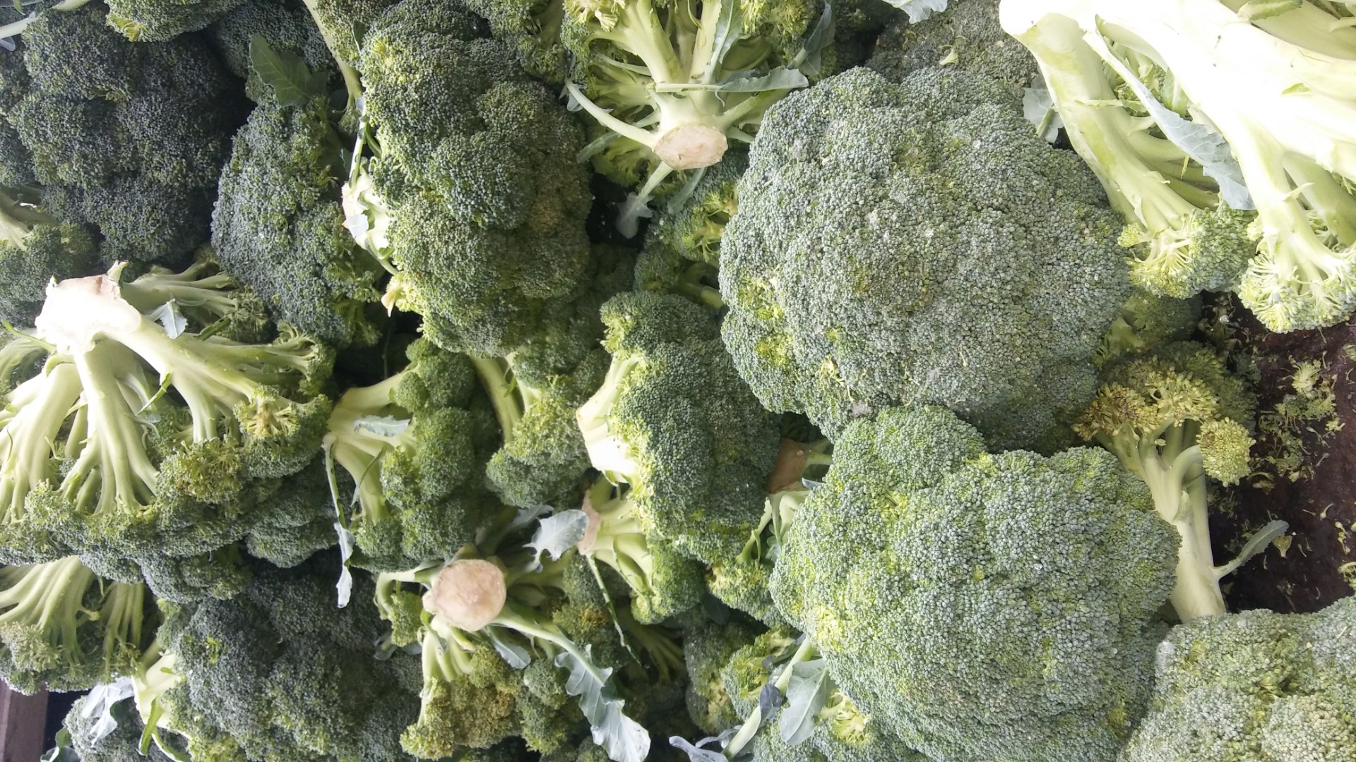 Fresh brokul the ability to sell in total or be loaned