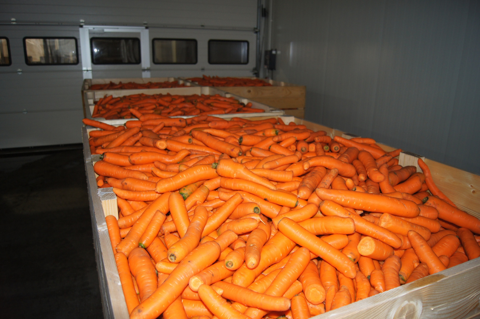 I will sell forage carrots, loose