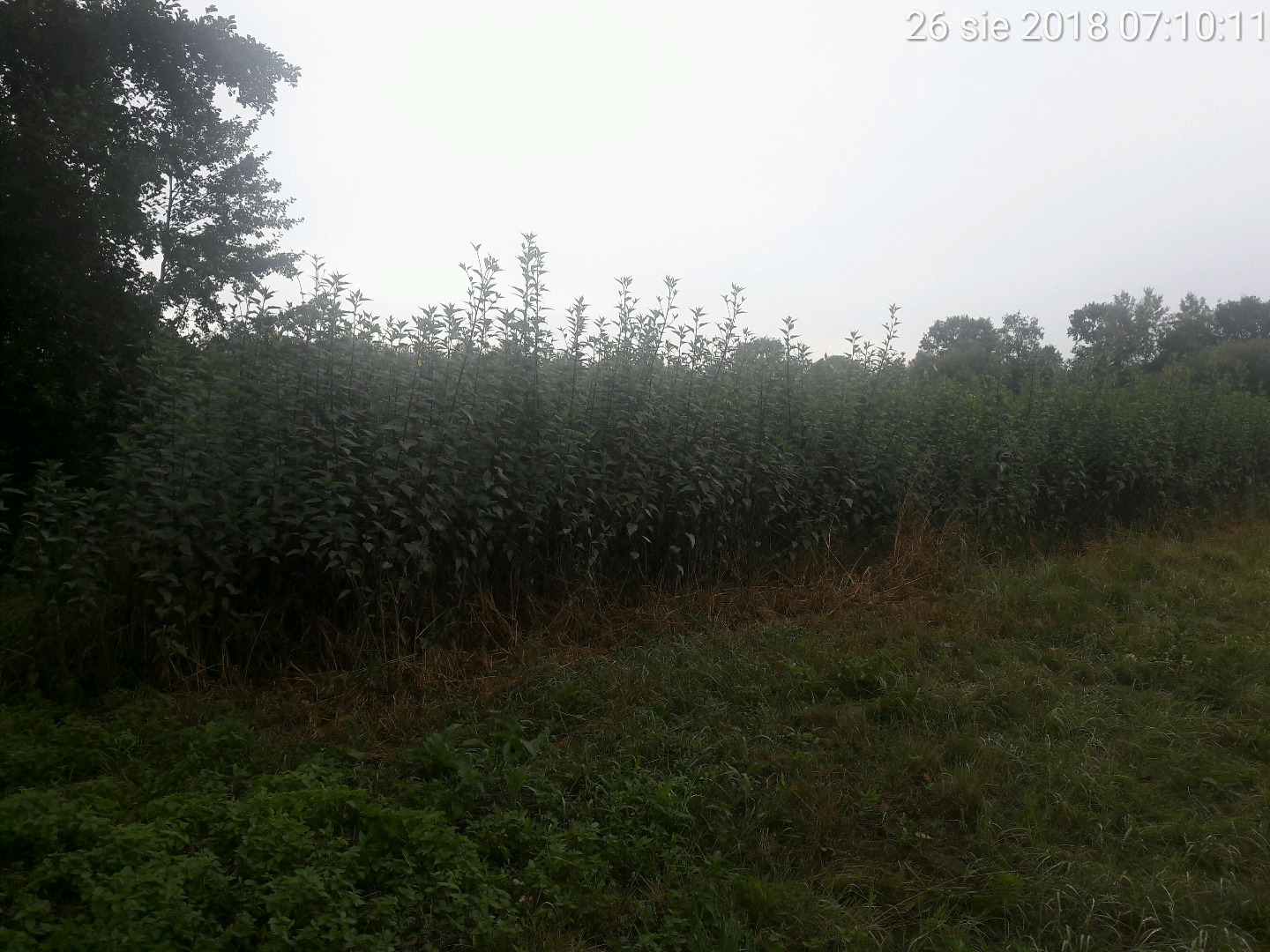 I will sell topinambur Rubik from Barycz Valley
