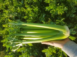 Establish cooperation with recipients of celery for 2019. Please