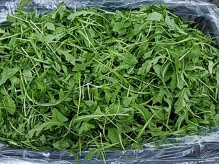 Fresh arugula, pretty, import from Italy. Pickup in Grójec.