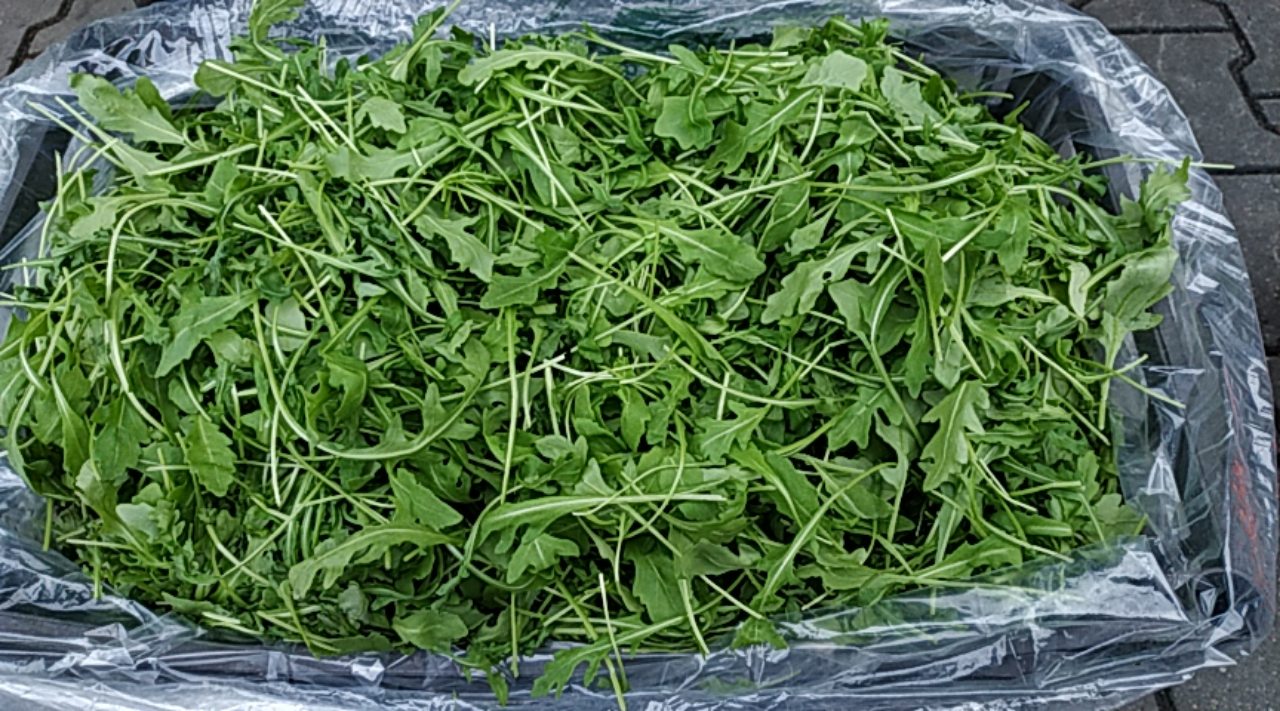 Fresh arugula, pretty, import from Italy