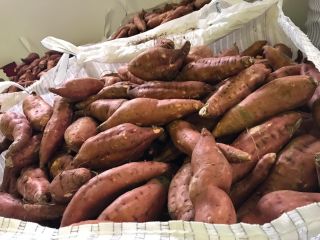 I sell sweet potatoes, variety: bearegard, industrial, orange, color: