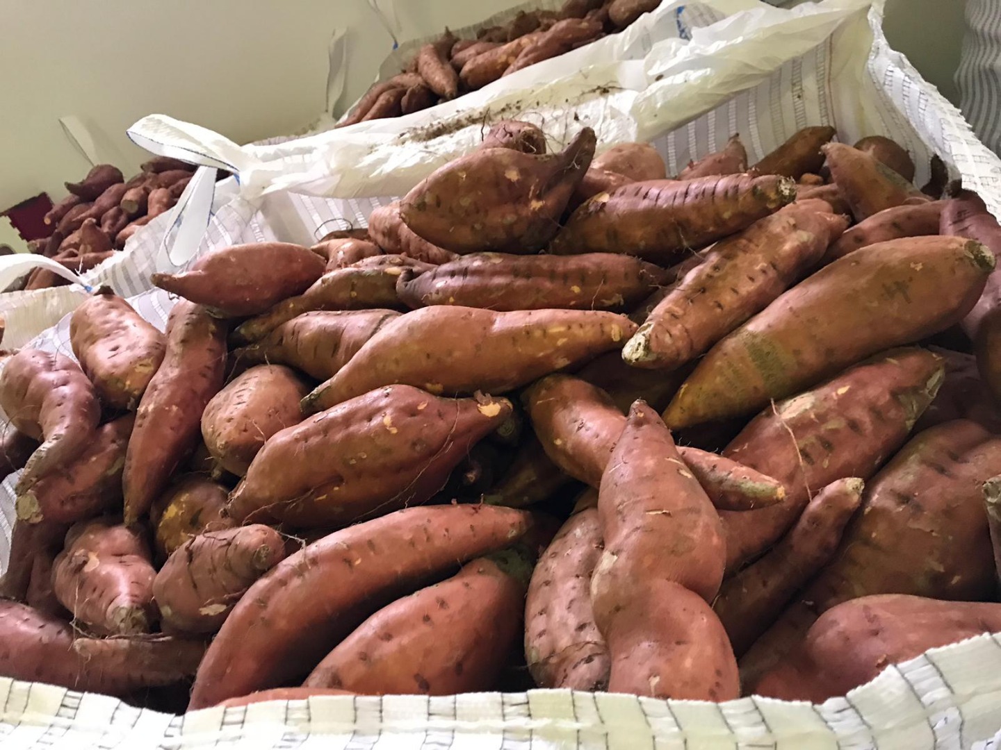 I sell sweet potatoes, variety: bearegard, industrial, orange, color: orange