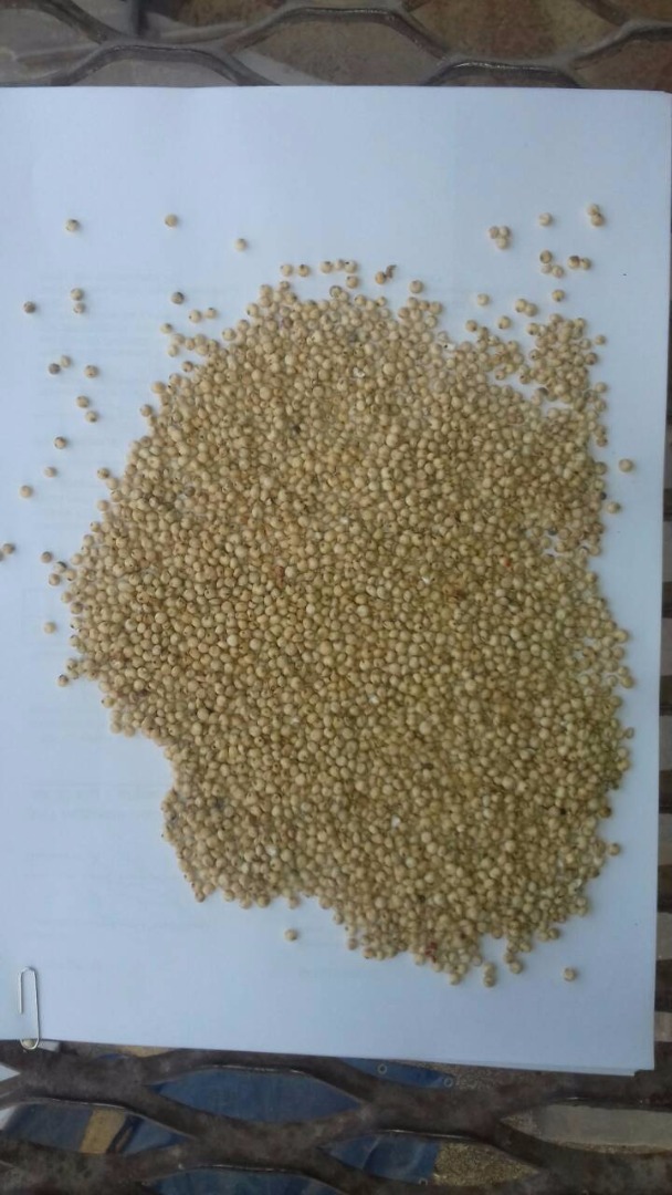 We will sell next grains: wheat, maize, soy, soybean meal, rapeseed, sorghum white, red sorghum, feed and consumption oat, lubin, linseed, buckwheat, lentils