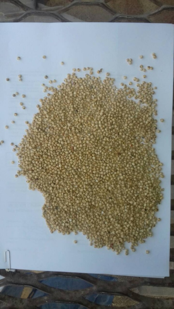 We will sell next grains: wheat, maize, soy, soybean meal, rapeseed, sorghum white, red sorghum, feed and consumption oat, lubin, linseed, buckwheat, lentils