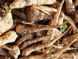 Horseradish root for sale wholesale quantities. Horseradish in class