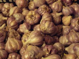 I will sell organic garlic with a current Agrobiotest