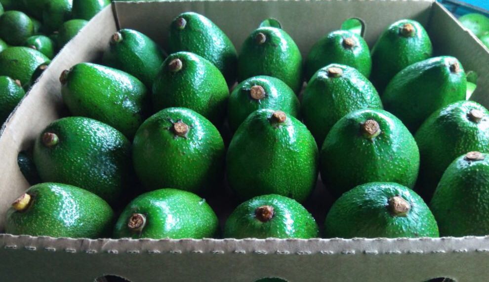 The BOS Food International company sells exotic fruits - avocado Hass and Fuerte, and a dark brand imported from Africa