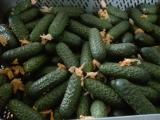 The producer offers for sale POLISH ground cucumber colic, also offer raspberry tomato