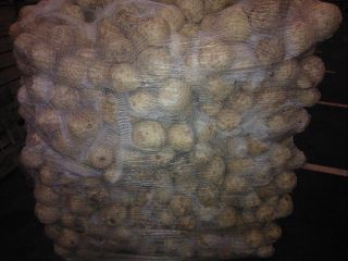 I will sell commercial celery from GLOBAL GAP. Mounds