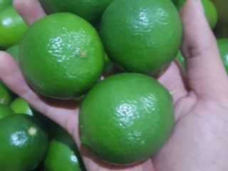 Limonki Country of origin Vietnam 1500 $ cif Koper
