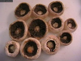 I will buy a mushroom for drying - a