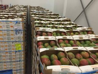 Mango 5.90 euro per carton (4 kg)
