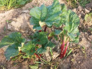 RABARBAR RASPBERRY, May 2019 for sale. In the first
