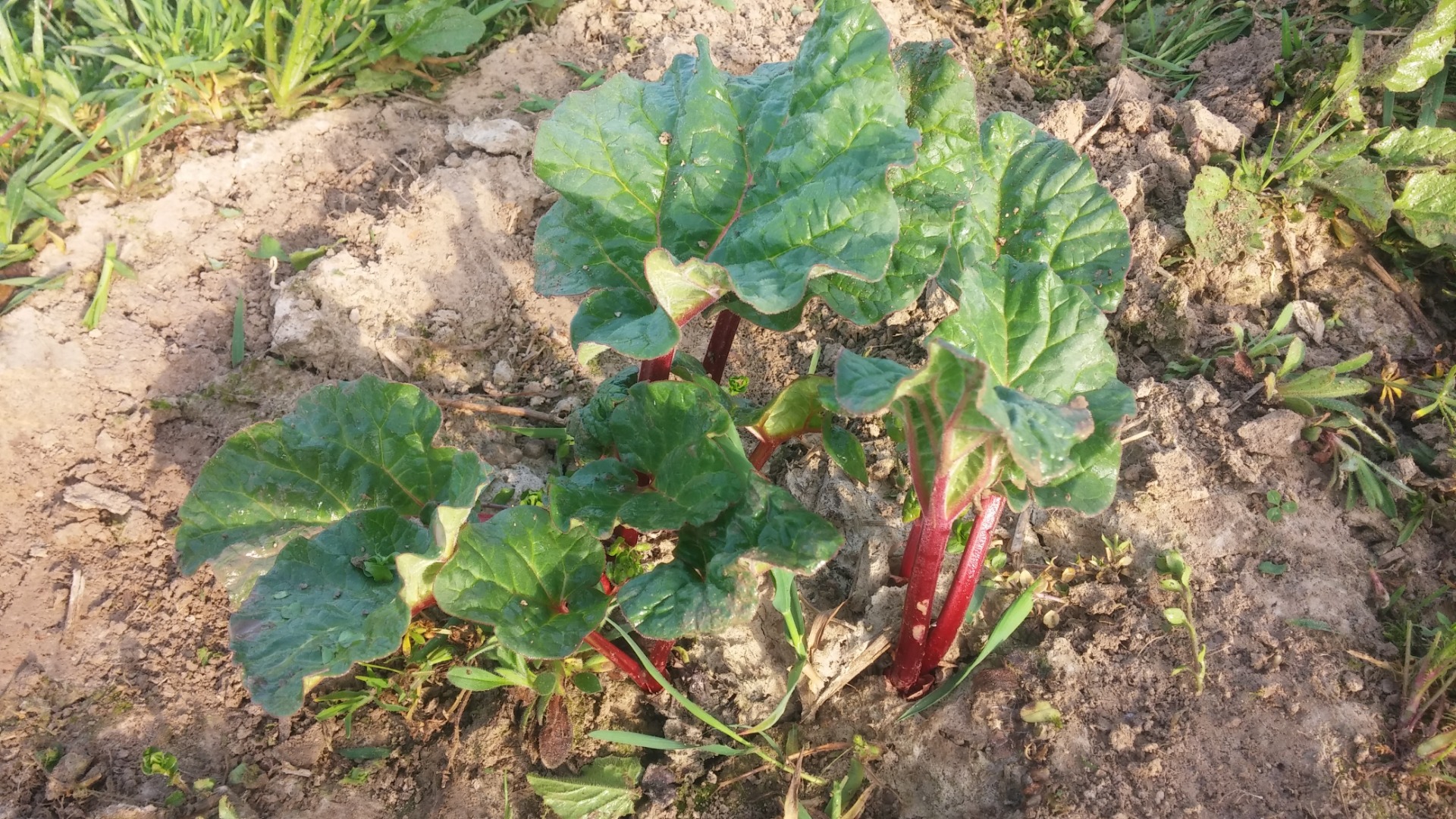 RABARBAR RASPBERRY, May 2019 for sale