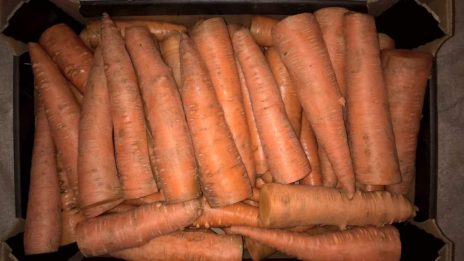 Industrial carrots, simple, pretty, large caliber, unwashed, rolled / unheated - details to be determined