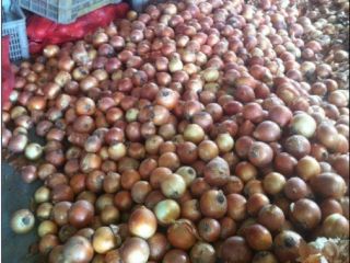Fresh Red, Yellow and White Onion We have Top