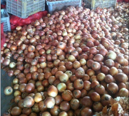 Fresh Red, Yellow and White Onion We have Top quality Fresh Red, yellow and White Onion now available in stock