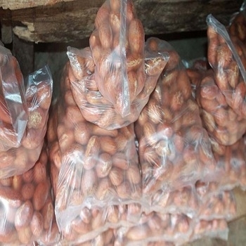 We feel proud to introduce ourselves as a well reputed exporter, distributor & supplier of Bitter Kola (Garcinia Kola)