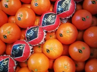 Clementine from Morocco. Nova, Nour, Nadercott. Possibility of shipment