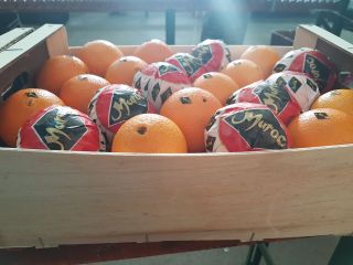 Orange Navel Lane Late from Morocco. Possibility of shipping