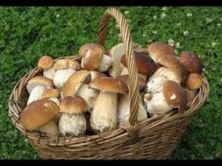 I will sell fresh and dried mushrooms in the