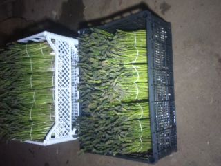Establish cooperation or sell green asparagus at the turn