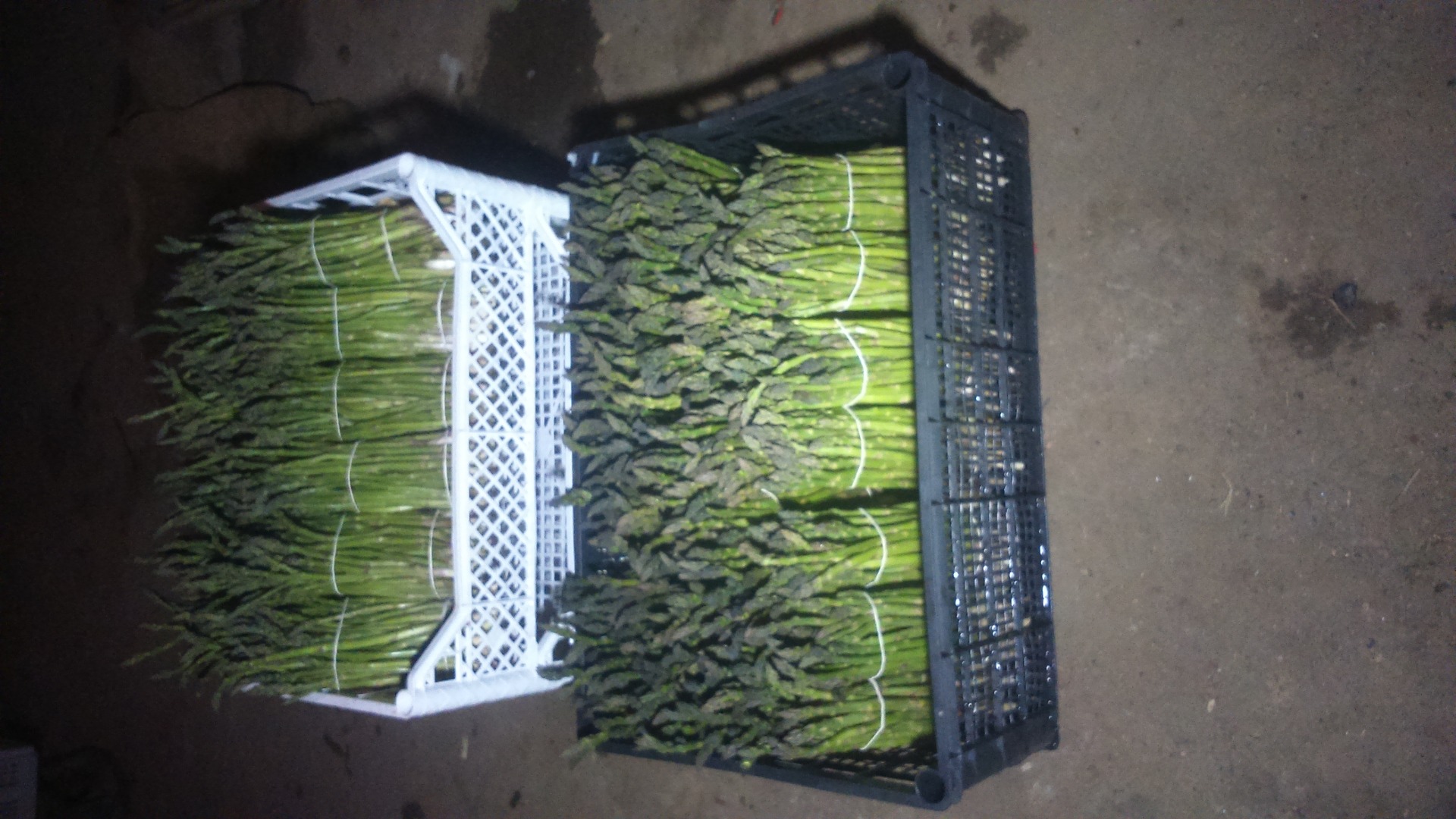 Establish cooperation or sell green asparagus at the turn of April 2019
