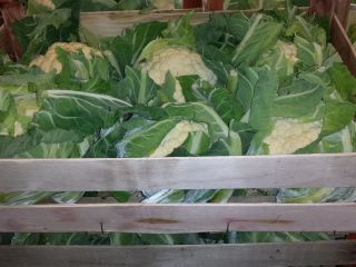 I will sell Cauliflower 6 pieces in a box.