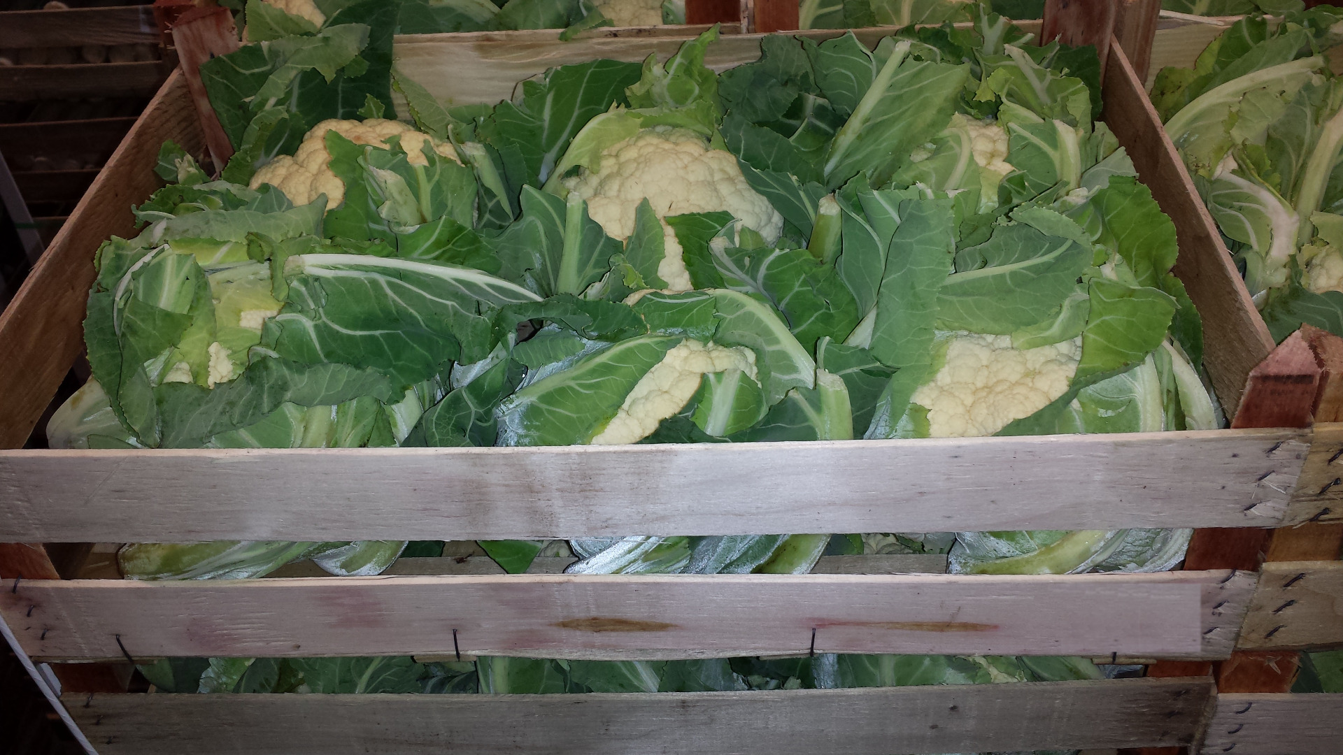 I will sell Cauliflower 6 pieces in a box