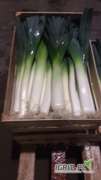 I will sell a leek in a 2-3 or 3-4 caliber box