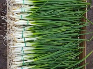 Onion chives on the link, fresh this year