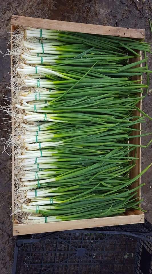 Onion chives on the link, fresh this year