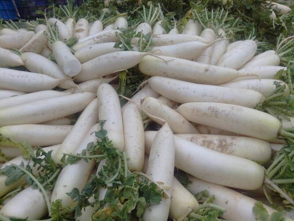 for sale fresh radisH Tel / whatsapp .
