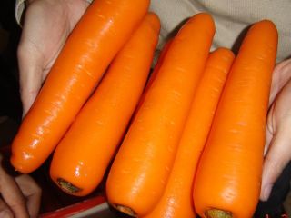 We offer fresh carrots at the best prices