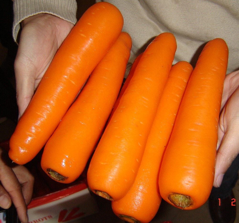 We offer fresh carrots at the best prices